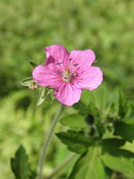 【現の証拠】草むらで見つけた小さなピンクの花は、現の証拠（ゲンノショウコ）。薬草として知られ、飲むとすぐに効果が現れることからついた名前です。