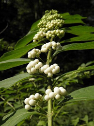 【白式部】白い実をたくさんつけているのは、白式部（シロシキブ）。 ７月に咲いていた花は、文月（二）で紹介しています。