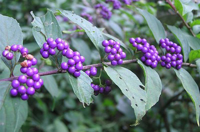 【小紫】山椒や小紫も鮮やかに色づいています。山椒の木の側に行くと、良い香りがします。