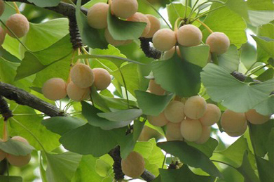 【銀杏】秋は、実りの季節。銀杏（ギンナン）、木通（アケビ）、石榴（ザクロ）も熟れてきています。半透明の木通の果肉は甘くて美味です。