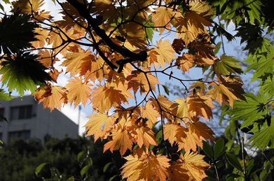 【楓】鮮やかな秋明菊（シュウメイギク）や色づく楓（カエデ）にも、秋の深まりを感じます。