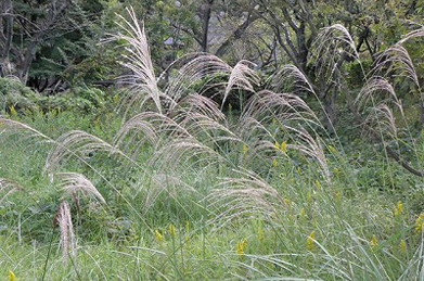 【薄】薄（ススキ）の間で咲いているのは、背高泡立草（セイタカアワダチソウ）。北アメリカ原産の帰化植物で、キク科の多年草です。