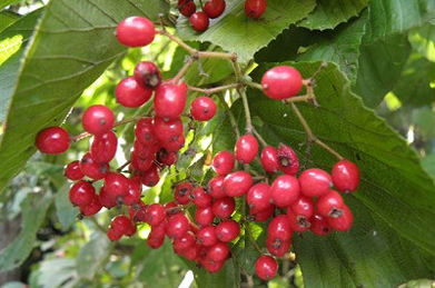 【ガマズミの実】ガマズミが赤い実をつけています。スイカズラ科の落葉低木。ウクライナでは「カリーナ」と呼ばれ、愛されています。実は初霜をこえると甘くなり、ジャムや果実酒になります。