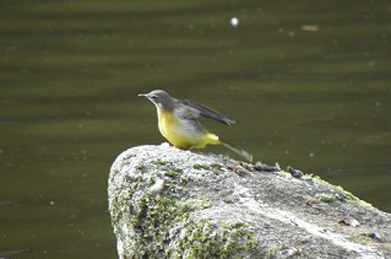 【キセキレイ】「文学の池」には、黄鶺鴒（キセキレイ）が遊びに来ています。水辺に多く、大きさは雀くらい。上下によく動く尾が特徴です。