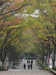 昼夜の寒暖の差が大きくなると紅葉が進みます。 栄光門から続くけやき並木も色づいてきました。