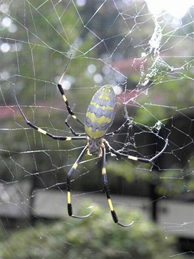 【女郎蜘蛛】この季節によく見かけるのは、女郎蜘蛛。巣の真ん中に陣取っている大きな蜘蛛は雌で、ここにはいませんが、雄は小さく目立ちません。