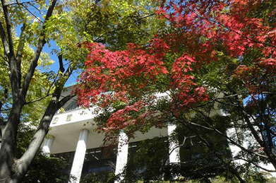 キャンパスの木々も秋の装い。中央図書館の前の紅葉も綺麗に色づき始めました。