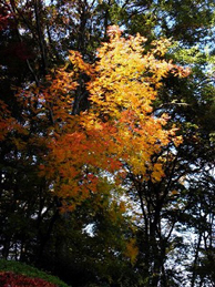 【楷】白萩寮の前では、楷（カイ）の木が色づいています。楷は中国原産の落葉高木。ウルシ科ランシンボク属の木で、「とねりこばはぜのき」とも呼ばれます。