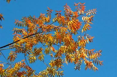 【楷】白萩寮の前では、楷（カイ）の木が色づいています。楷は中国原産の落葉高木。ウルシ科ランシンボク属の木で、「とねりこばはぜのき」とも呼ばれます。