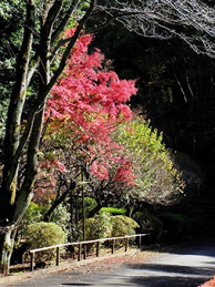 「文学の池」から「平安の庭」へと続く坂道の両側でも鮮やかな紅葉が見られます。