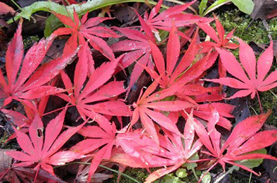 「文学の池」から「平安の庭」へと続く坂道の両側でも鮮やかな紅葉が見られます。