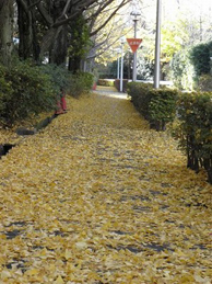 第一グラウンドの側の落ち葉の絨毯を歩いていくと、葉を落とし始めたプラタナスに出会えます。