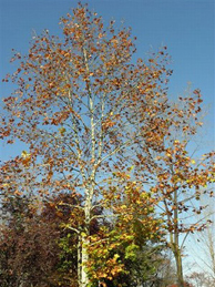【プラタナス】第一グラウンドの側の落ち葉の絨毯を歩いていくと、葉を落とし始めたプラタナスに出会えます。