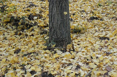 イチョウの木の下には落ち葉の絨毯ができています。