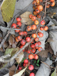 【イイギリ】女子短大の前で高くそびえる飯桐（イイギリ）が赤い実をつけています。雌雄異株で、5月頃に花序をつけます。葉で飯を包んだことからついた名前で、赤い実が南天に似ていることから「ナンテンギリ」とも呼ばれます。