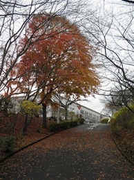 小春日和の日差しの中で落ち葉の絨毯の上を歩くと、足元でカサカサと音がします。