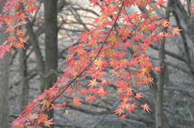 いまだ晩秋の余韻を残しているのも、暖冬の影響なのでしょうか。丹木の里は静かに年の瀬を迎えようとしています。