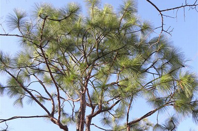 【大王松】針葉樹の緑が引き立つのも、この季節。北米東部原産の大王松（ダイオウショウ）の青々とした葉が青空に映えています。