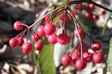 【万両】赤い実をつけているのは、ヤブコウジ科の万両（マンリョウ）。お正月の飾りに使われます。