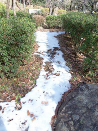 【南天】「平安の庭」には、成人の日（14日）に降った雪がまだ残っています。
