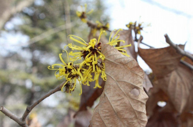 満作（マンサク）は東洋哲学研究所の側に植えられています。春に「まず咲く」のでマンサクと言います。