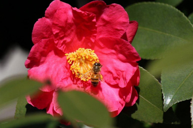 暖かな陽気に誘われて、蜜蜂が山茶花（サザンカ）の蜜を集めにやってきました。