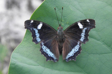 しばらく観察していると、羽を広げて美しい瑠璃色を見せてくれたルリタテハ。幼虫は、ユリ科の植物を食草としています。