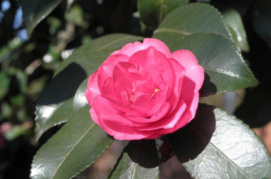 山茶花（サザンカ）に水仙も咲いています。梅、蝋梅、山茶花、水仙を「雪中四友」と呼びますが、もうじき全てが咲きそろうことでしょう。