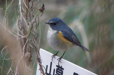 「幸せの青い鳥」の正体は、雄の瑠璃鶲（ルリビタキ）でした。つぶらな瞳とオレンジの羽毛がチャームポイント。 冬を低地で過ごし、暖かくなると亜高山帯に帰っていきます。