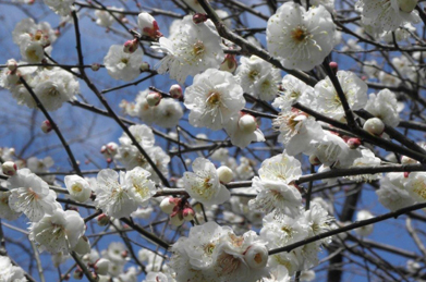   菅原道真が生きたのは平安前期。その才を嫉まれ讒言によって九州の太宰府に左遷される前、自宅の庭の梅を詠んだのが冒頭の和歌です。