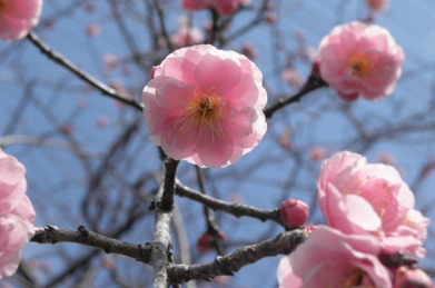 道真に詠まれた梅は主を慕って太宰府に飛んでいき、その庭で咲き薫ったという「飛梅」の伝説になっています。