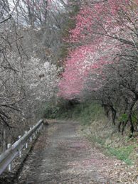 両側で梅が咲き競う本学へと続く小道は、近くまで行くとウットリするような香りが漂ってきます。