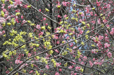 梅のピンクの中にサンシュユの黄色がまじり、コントラストが楽しめます。