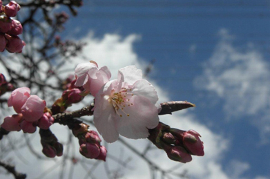 この枝垂れ梅の側にあるのが早咲きの桜。今年も染井吉野に先駆けて咲き始めました。