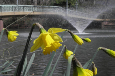 「文学の池」では、黄水仙が咲いています。