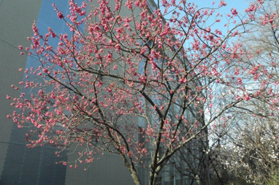 池田記念講堂の脇で咲いているのは寒緋桜です。