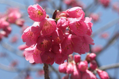 染井吉野と違って濃いピンク色。どの花も下向きに咲いています。