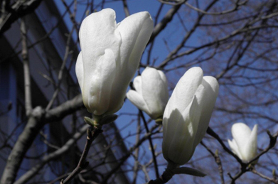寒緋桜の側では白木蓮（ハクモクレン）も咲いています。