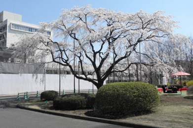8日には、染井吉野より一足先に「出発（たびだち）の庭」の枝垂れ桜が見頃を迎えました。