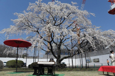 枝垂れ桜の側では茶会も開かれ、着物姿の女子学生が花を添えていました。