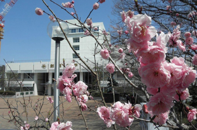 文系A棟の前では、桃の花が咲いています。