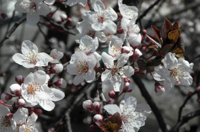 紅李（ベニスモモ）の写真を撮っていると、工事関係者の方が近づいてきて「出発の庭」の枝垂れ桜を絶賛。 こちらまで誇らしい気持ちになりました。