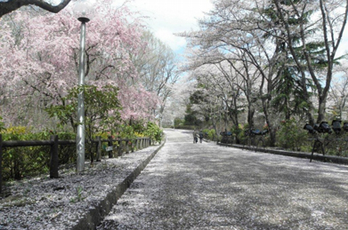 池田記念講堂から「周桜」のある方へと進んでいきます。