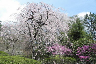 「平安の庭」にも枝垂れ桜があります。