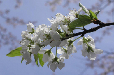 【李】梅は梅らしく、桜は桜らしく、それぞれが個性を発揮していくことの大切さを表現した「桜梅桃李（おうばいとうり）」という言葉があります。キャンパスでは梅や桜に替わって桃や李（スモモ）が咲いています。