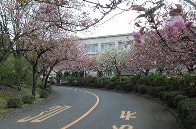 今月1日には、「夏も近づく八十八夜♪」を迎えました。この日は、立春から数えて八十八日目。キャンパスでは葉桜になった染井吉野に変わって、八重桜が咲いています。