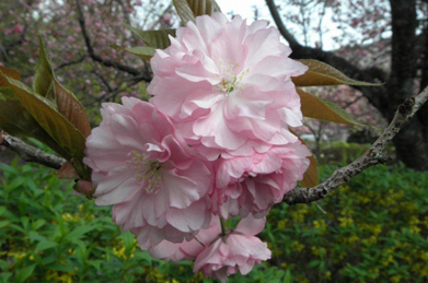 八重桜にも、色々な色や形があるようです。