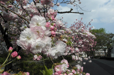 八重桜にも、色々な色や形があるようです。