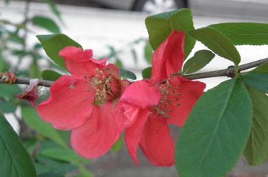 同じ木に咲いた色違いの木瓜（ボケ）の花。「木瓜の花」は春の季語で、有吉佐和子の作品に同名の小説があります。