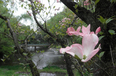 花水木が咲く季節になりました。花水木は「アメリカヤマボウシ」という別名がある北アメリカ原産の植物です。